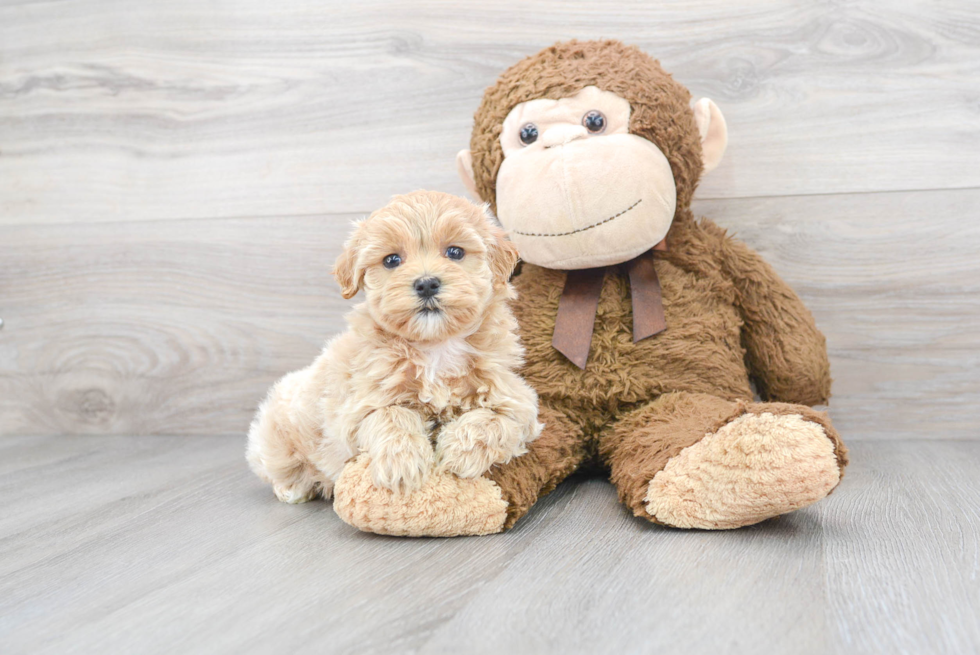 Best Maltipoo Baby