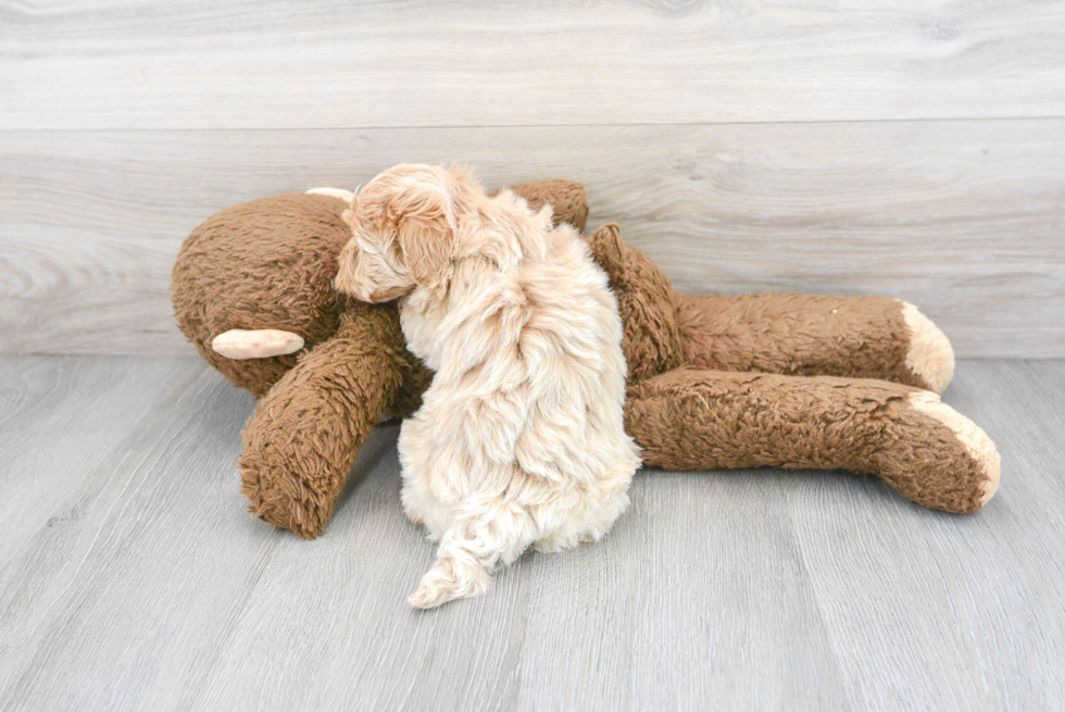 Maltipoo Pup Being Cute