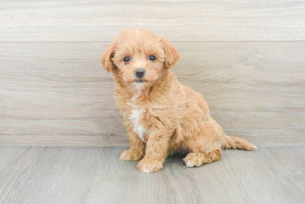 Happy Maltipoo Baby