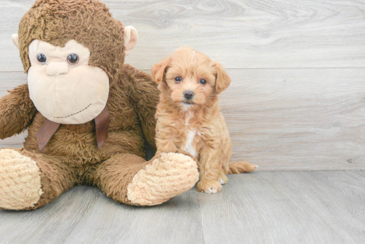 Playful Maltese Poodle Poodle Mix Puppy