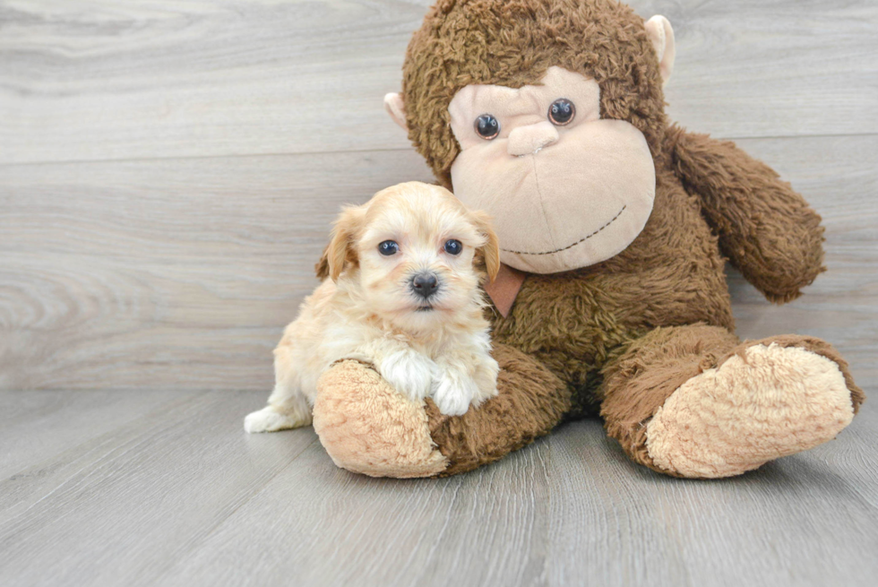 Funny Maltipoo Poodle Mix Pup