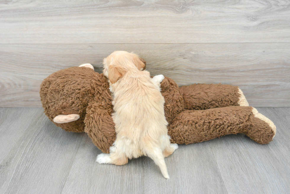 Maltipoo Puppy for Adoption