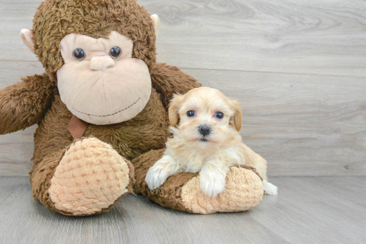 Petite Maltipoo Poodle Mix Pup