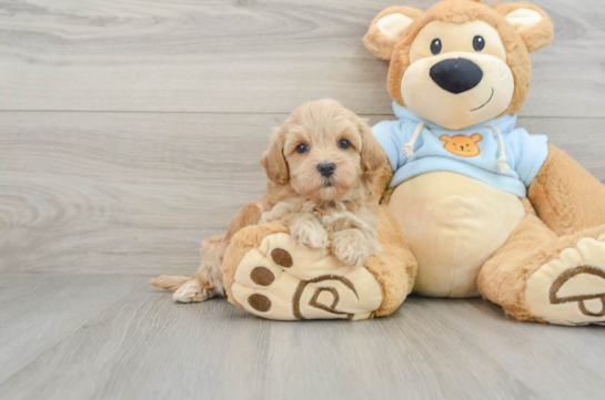 Fluffy Maltipoo Poodle Mix Pup