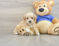 8 week old Maltipoo Puppy For Sale - Premier Pups