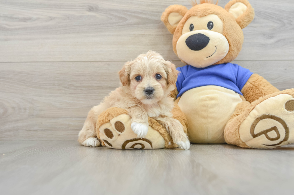 8 week old Maltipoo Puppy For Sale - Premier Pups