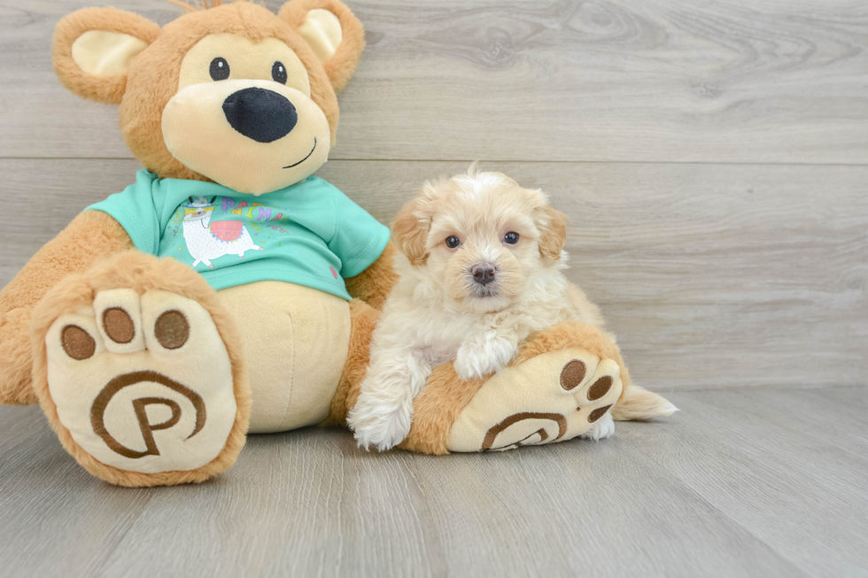 Adorable Moodle Poodle Mix Puppy