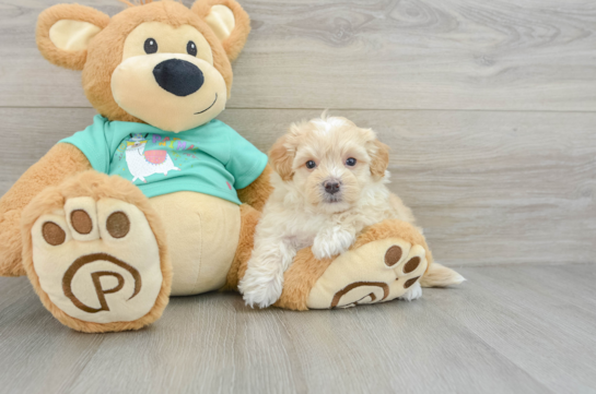 Adorable Moodle Poodle Mix Puppy