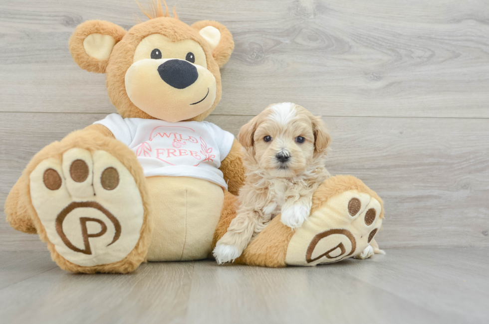 5 week old Maltipoo Puppy For Sale - Premier Pups