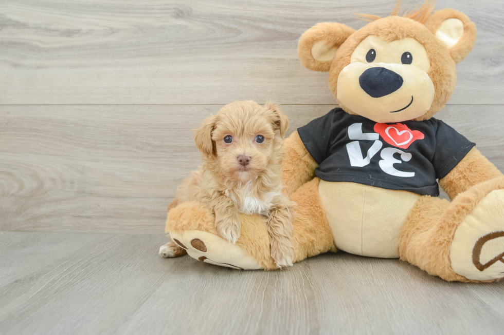 Petite Maltipoo Poodle Mix Pup