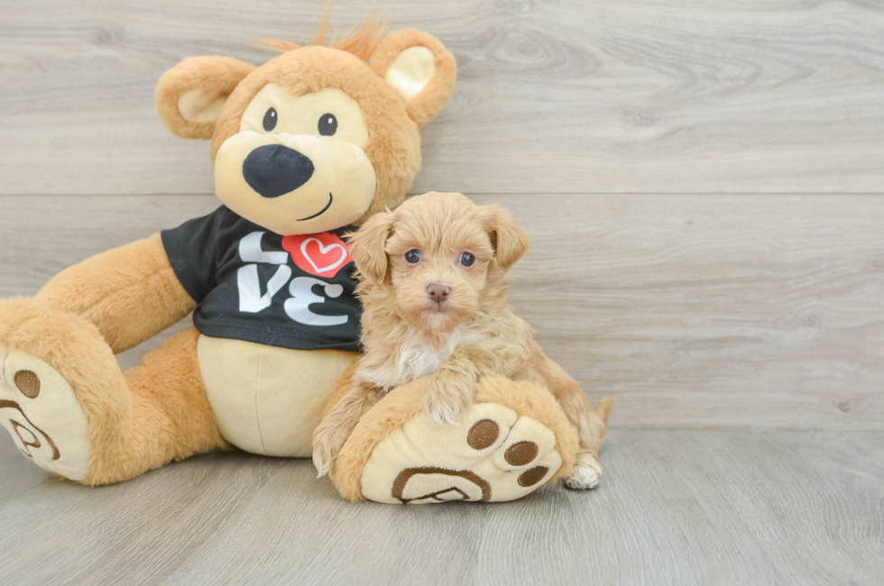 5 week old Maltipoo Puppy For Sale - Premier Pups