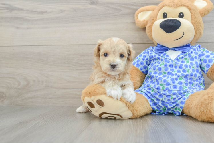 Popular Maltipoo Poodle Mix Pup