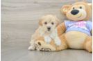 Maltipoo Pup Being Cute