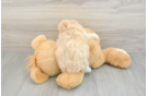 Best Maltipoo Baby