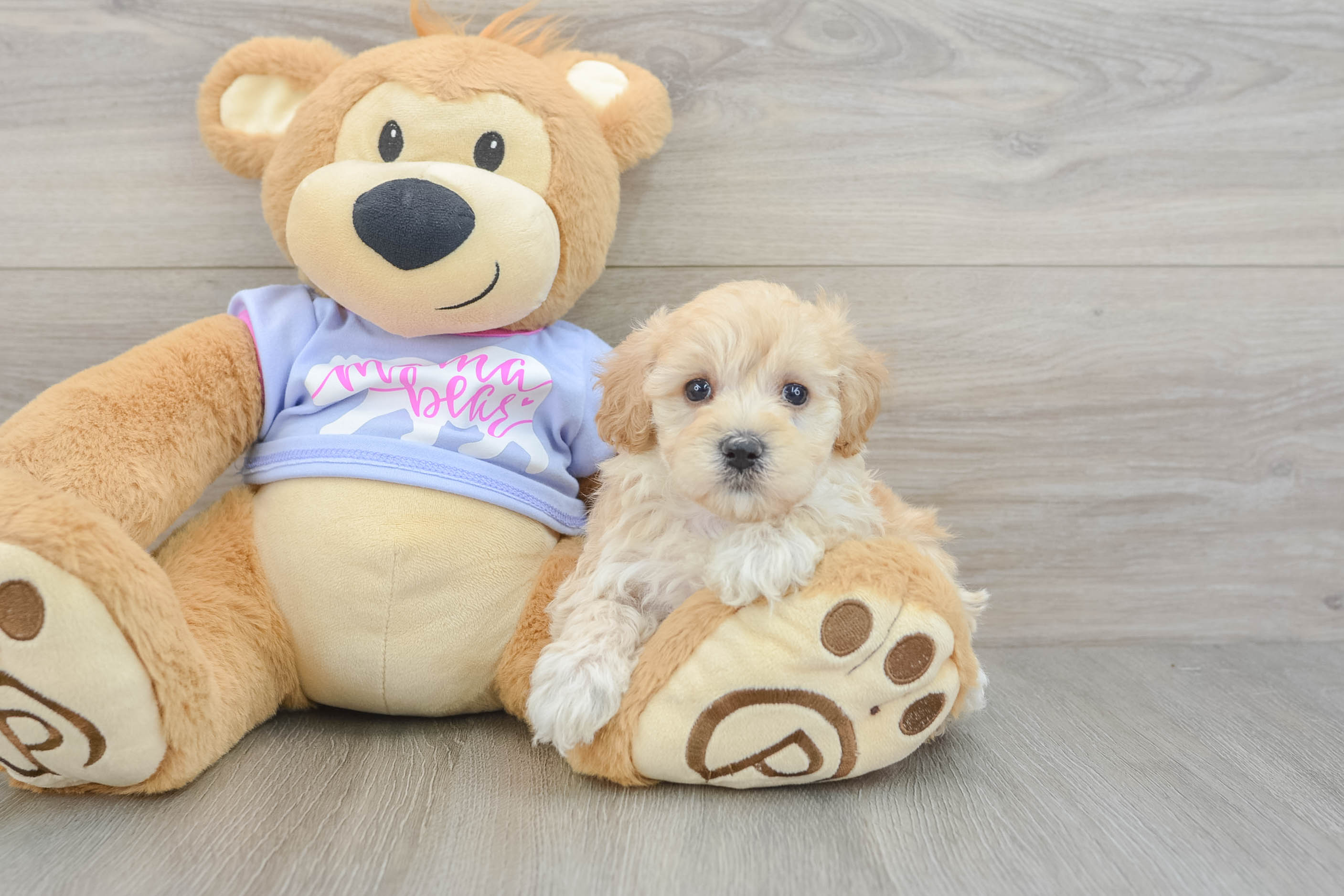 Maltipoo Puppy for Adoption