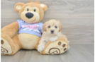 Maltipoo Puppy for Adoption