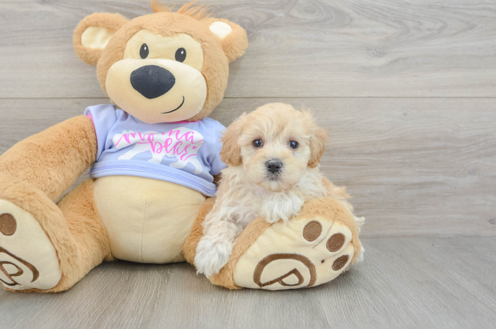 5 week old Maltipoo Puppy For Sale - Premier Pups