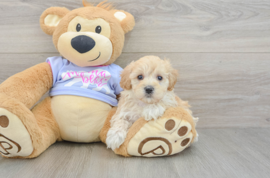 Maltipoo Puppy for Adoption