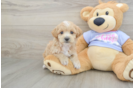 Playful Maltepoo Poodle Mix Puppy