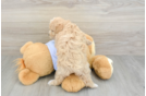 Maltipoo Puppy for Adoption