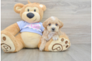 Adorable Multipoo Poodle Mix Puppy