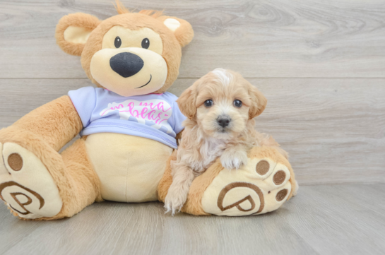 Adorable Multipoo Poodle Mix Puppy