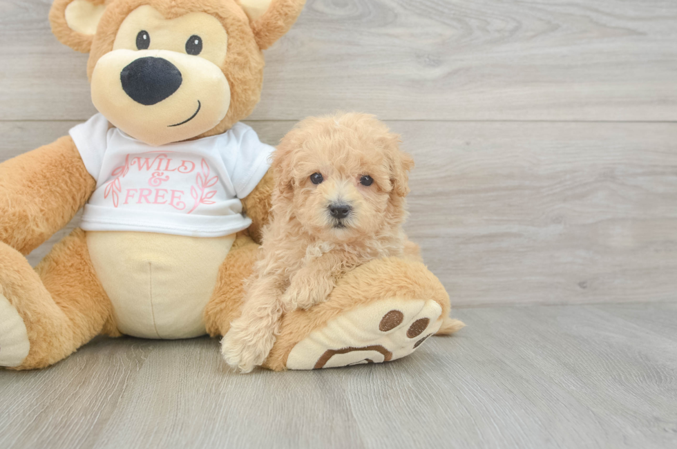 9 week old Maltipoo Puppy For Sale - Premier Pups