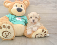 7 week old Maltipoo Puppy For Sale - Premier Pups