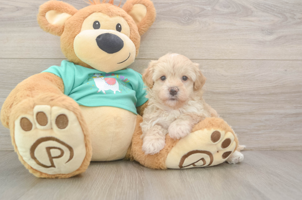 6 week old Maltipoo Puppy For Sale - Premier Pups