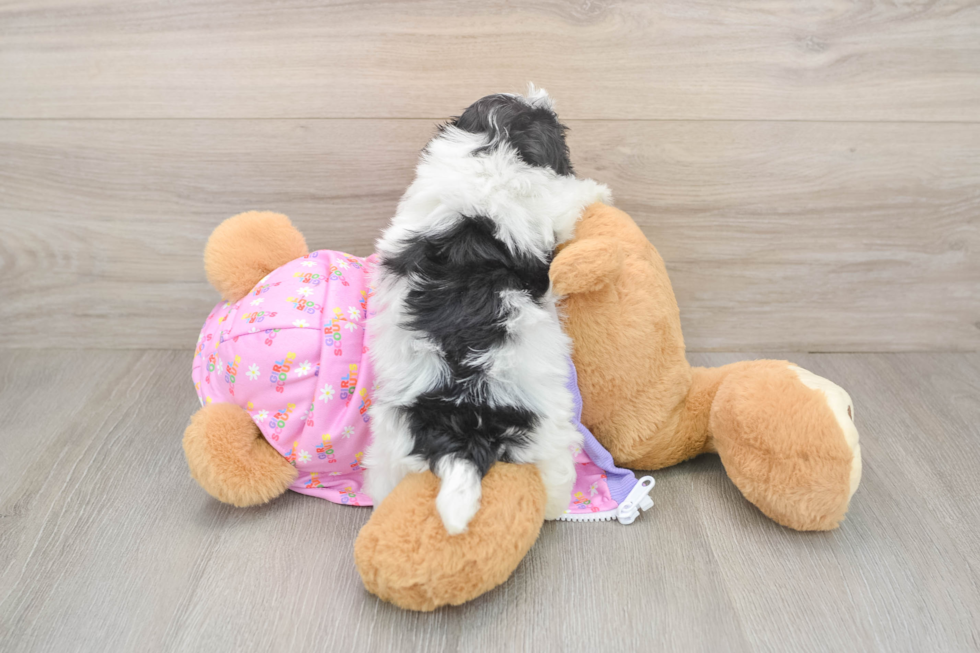 Happy Maltipoo Baby