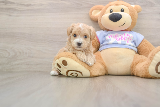Best Maltipoo Baby