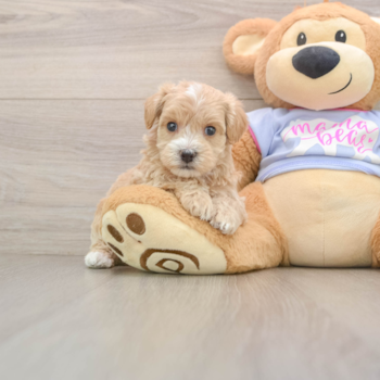 Best Maltipoo Baby