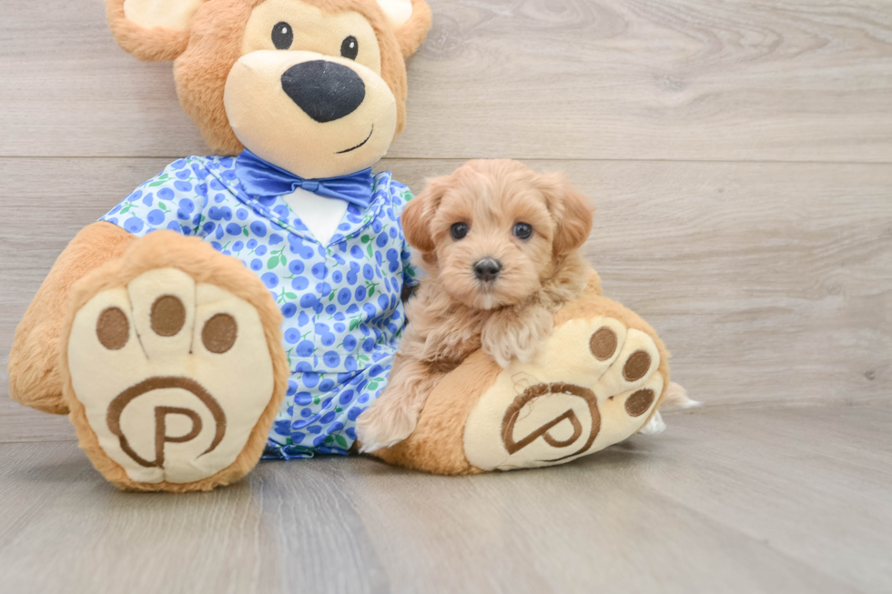 Best Maltipoo Baby