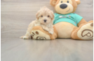 Maltipoo Pup Being Cute