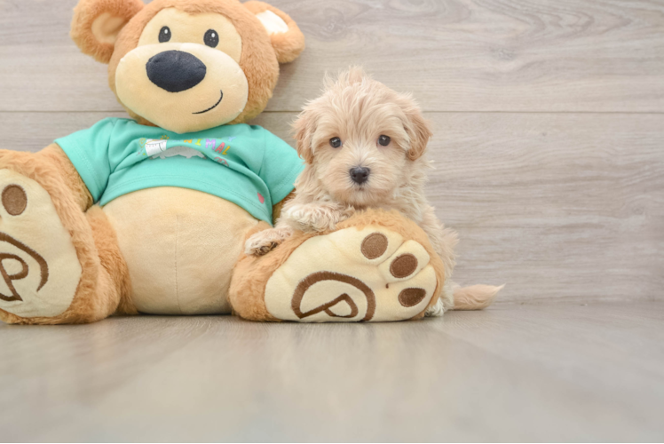 Cute Maltipoo Baby