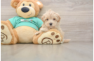 Cute Maltipoo Baby