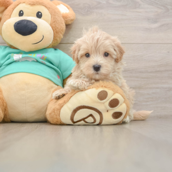 Cute Maltipoo Baby