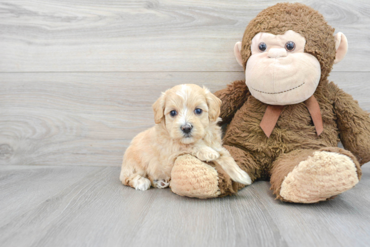 Maltipoo Puppy for Adoption