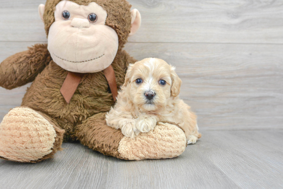 Friendly Maltipoo Baby