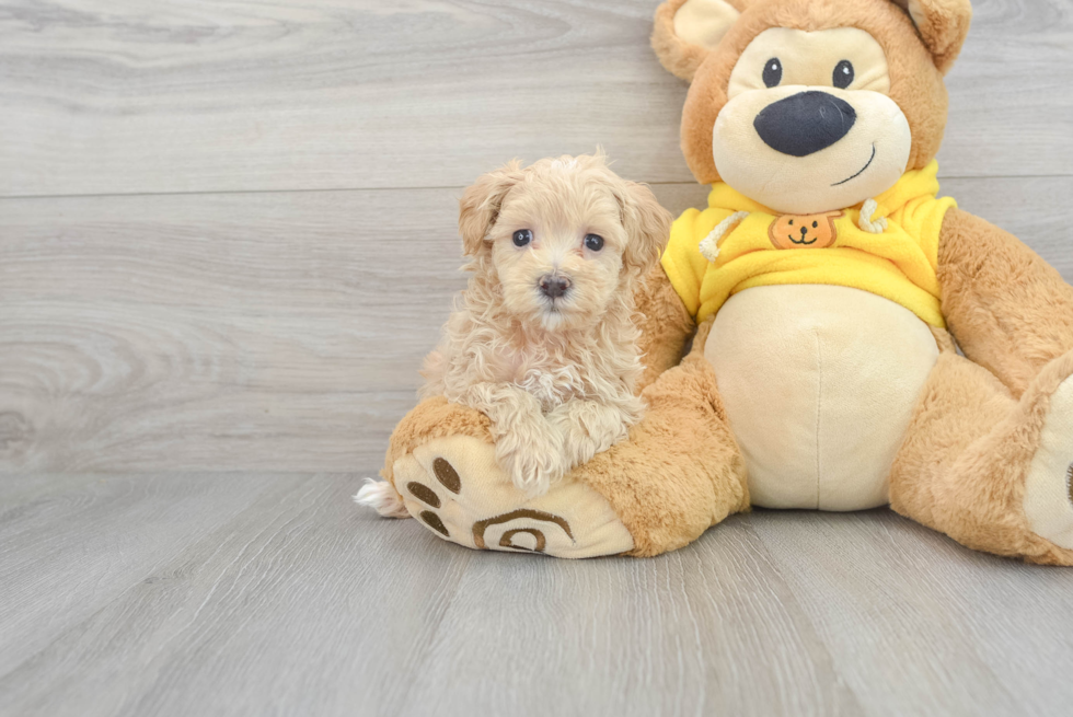 Maltipoo Puppy for Adoption