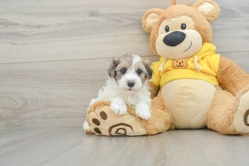 Friendly Maltipoo Baby