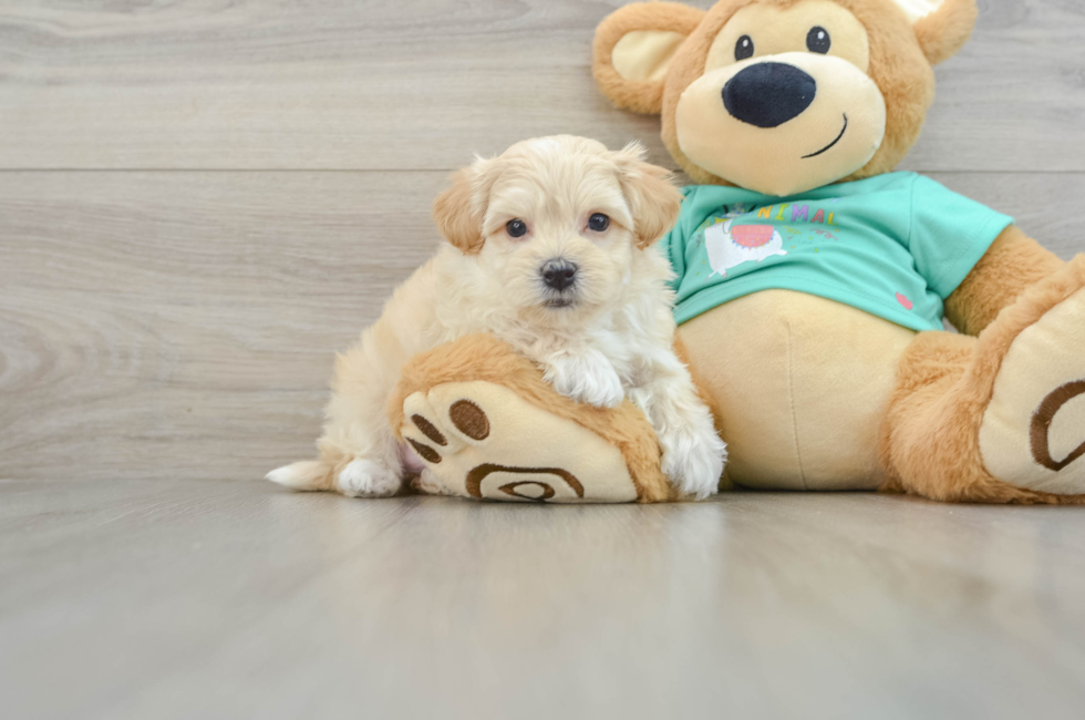 7 week old Maltipoo Puppy For Sale - Premier Pups