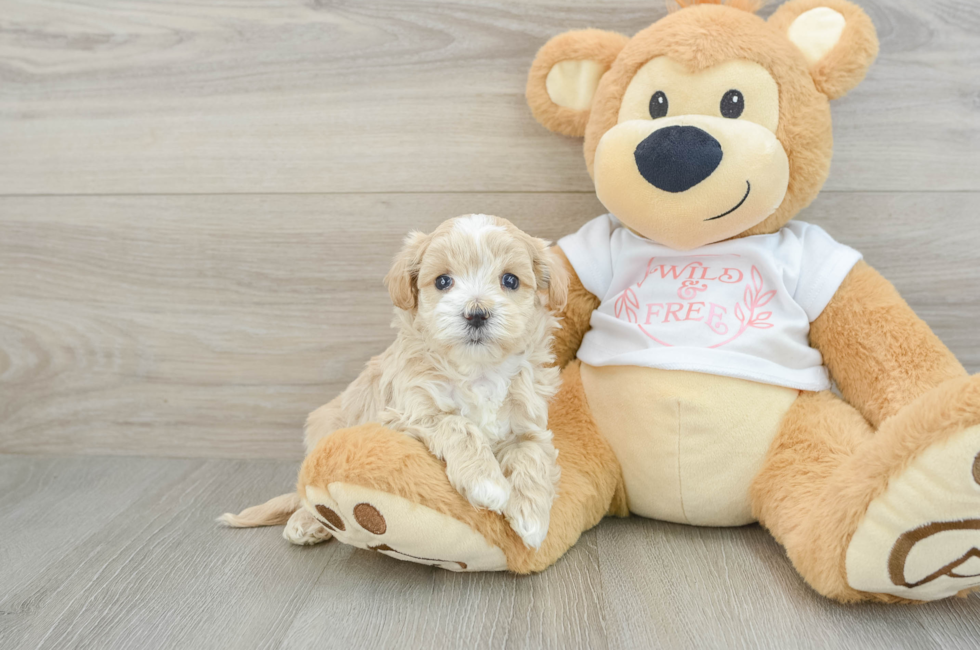 5 week old Maltipoo Puppy For Sale - Premier Pups