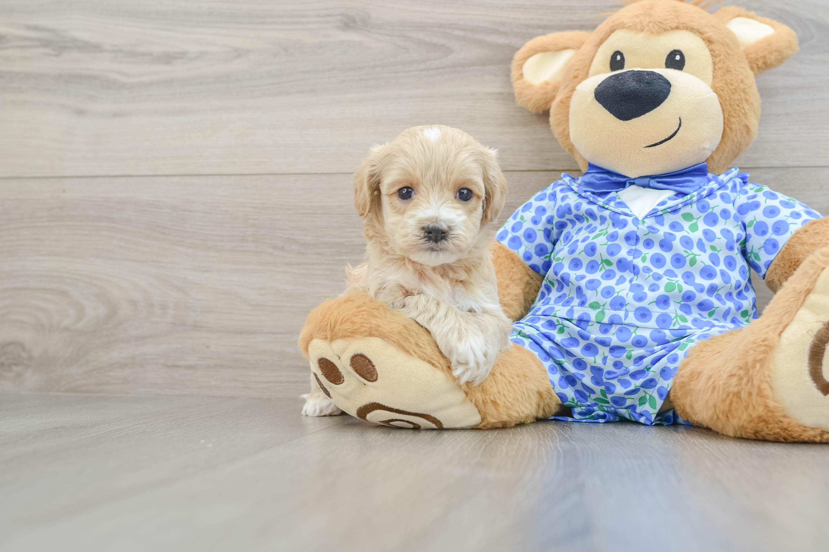 Maltipoo Puppy for Adoption