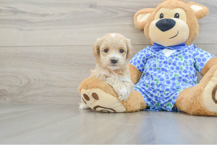 Maltipoo Puppy for Adoption