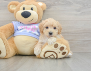 8 week old Maltipoo Puppy For Sale - Premier Pups