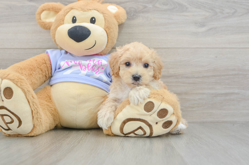 5 week old Maltipoo Puppy For Sale - Premier Pups