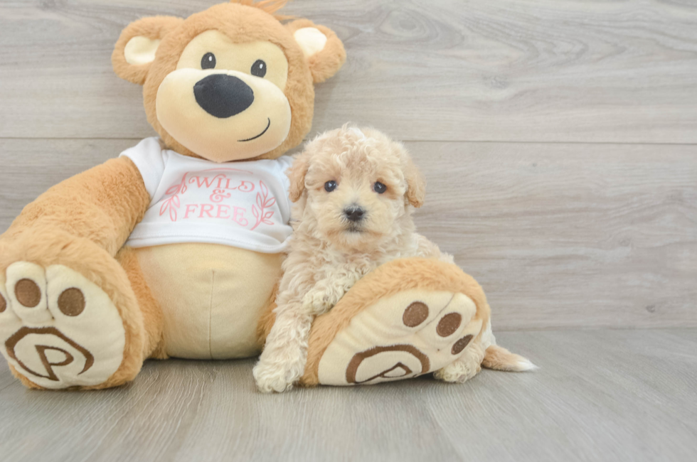 6 week old Maltipoo Puppy For Sale - Premier Pups