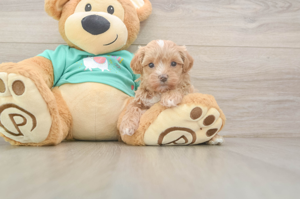 6 week old Maltipoo Puppy For Sale - Premier Pups