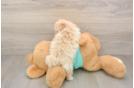 Best Maltipoo Baby